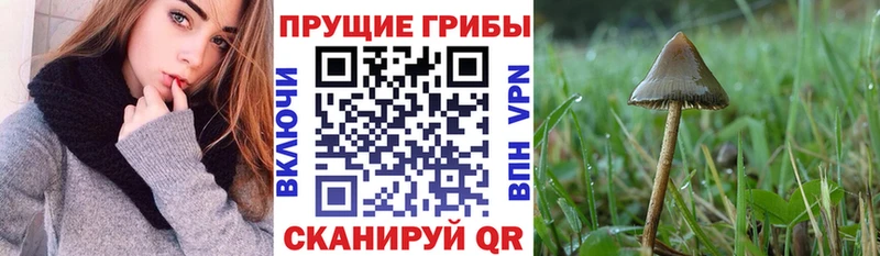 Псилоцибиновые грибы прущие грибы  купить наркотик  Гай 